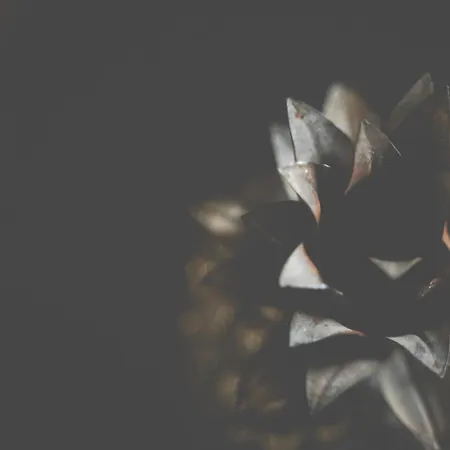 Neonero 4* Николози